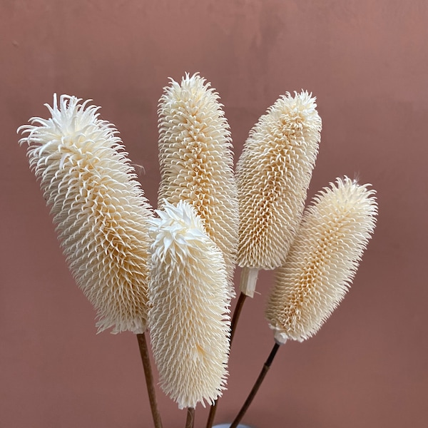 Dried Teasel - Large 5 Stems / Dried Flower Bouquet / Dried Decor / Dried Protea / Bleached Flowers