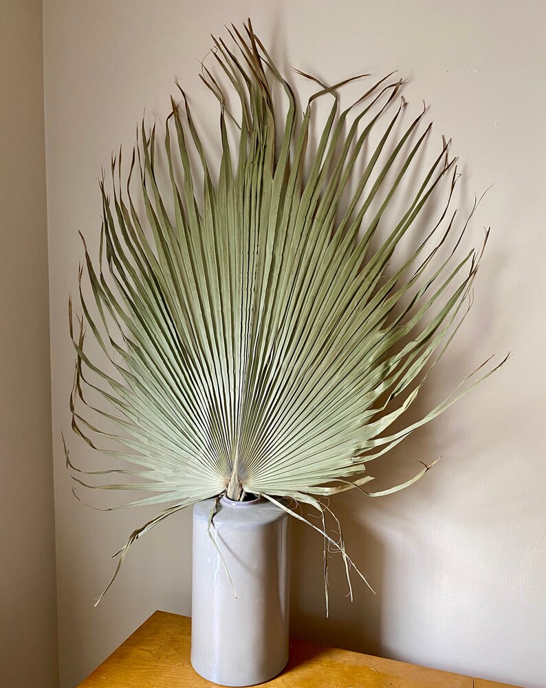 2 Stems Dried Fan Palm Leaves Boho Decor Dried Palms Etsy