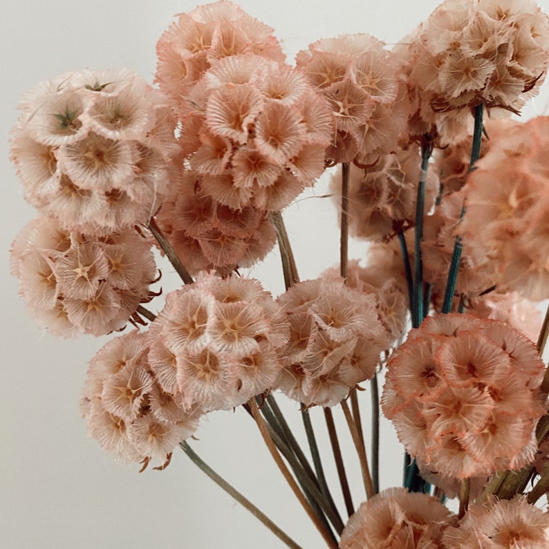 Scabiosa Pods Dried Flower Arrangment Dried Stems Etsy