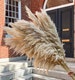 Pampas Grass, High Quality Extra Large Fluffy Pampass 4 ft tall, Dried Pompas, Wedding Aisle Decor, Mothers Day Gift, Neutral decor, Dried 