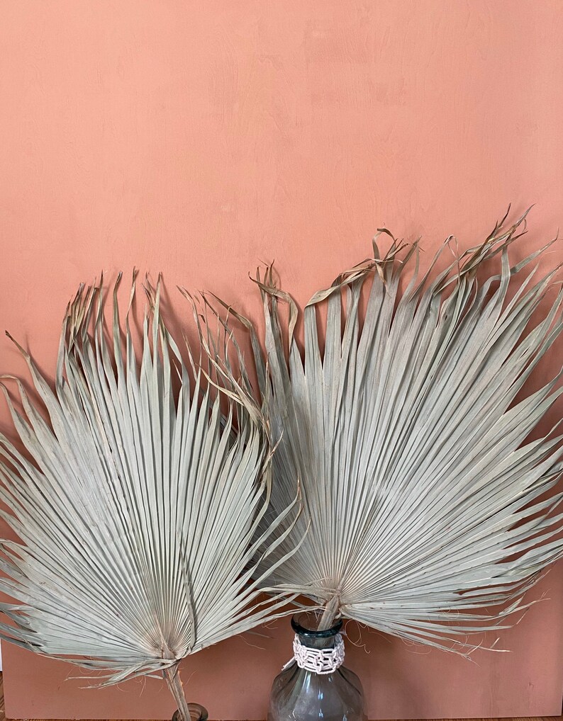 2 Stems Dried Fan Palm Leaves Boho Decor Dried Palms Etsy