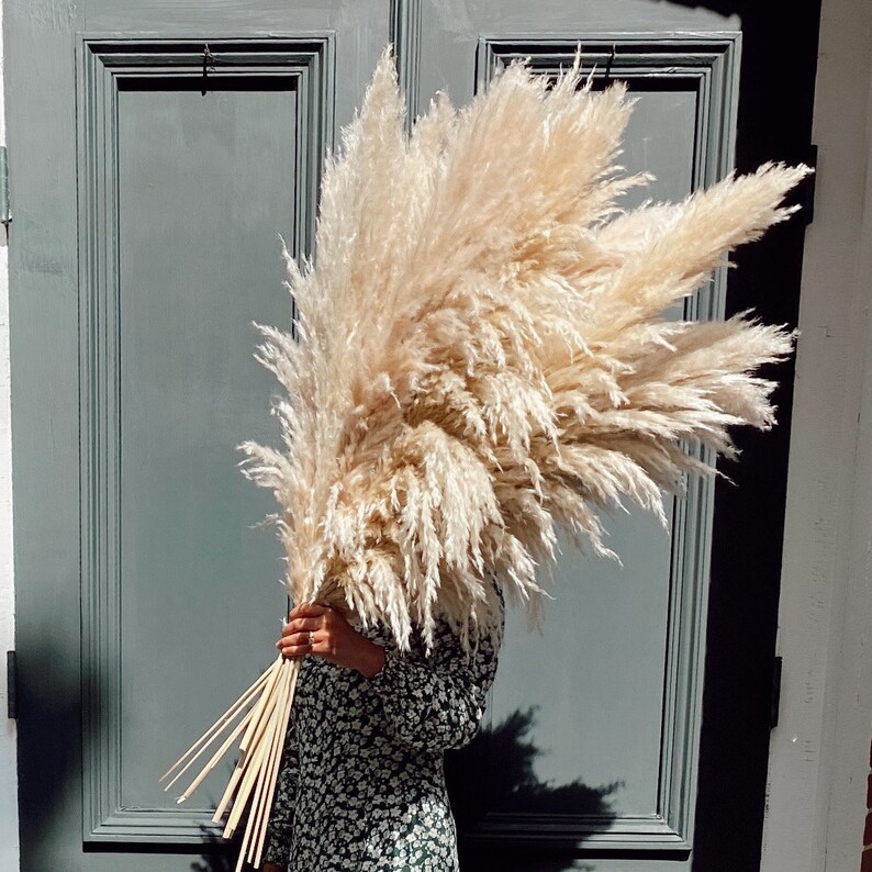 3 Stems Pampas Grass Dried Extra Fluffy Up to 4 ft Tall ...