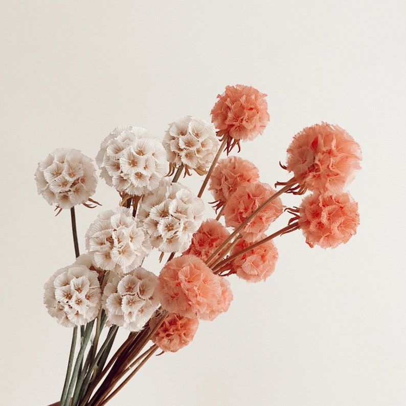 Scabiosa Pods Dried Flower Arrangment Dried Stems Etsy