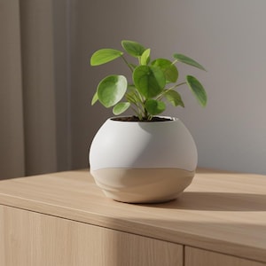 Puede incluir: Una pequeña maceta redonda de cerámica de dos tonos, con una base beige claro y una parte superior blanca, que contiene una planta verde con hojas redondas. La maceta está sobre una superficie de madera clara.