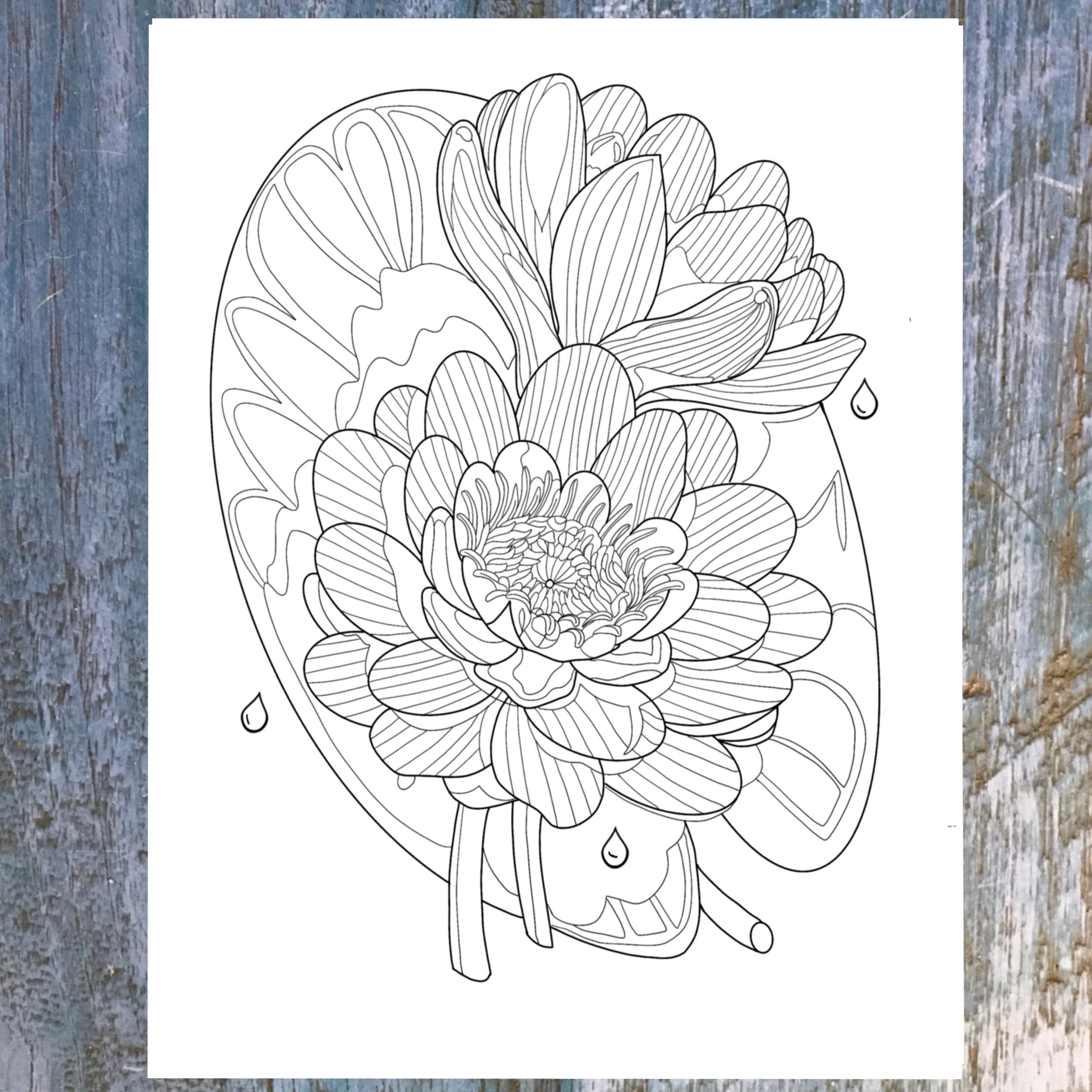 Water Lily Printable Coloring Page Hand Drawn - Etsy