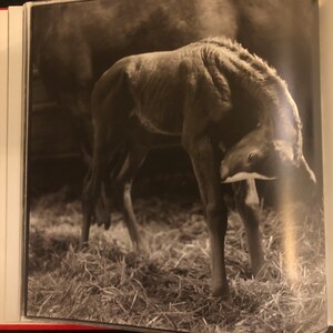 Ezekiel's Horse : Keith Carter Photographs Carter, Keith w/intro by Wood, John image 8