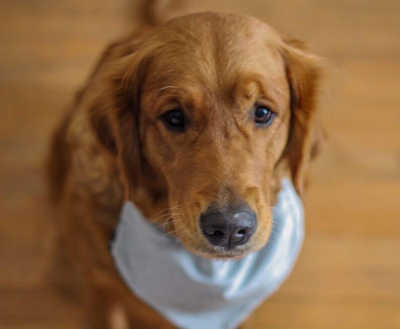 Crushed Velvet Dog Bandana Luxury Dog Bandana Christmas Dog Bandana