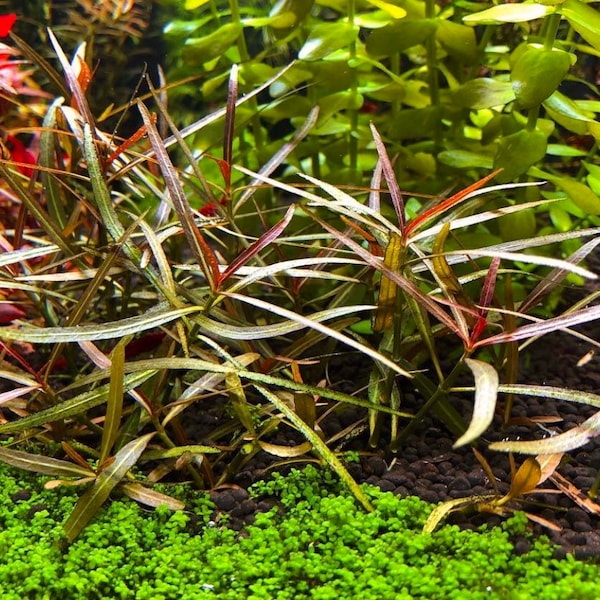 Hygrophila araguaia - Live Aquarium Plants