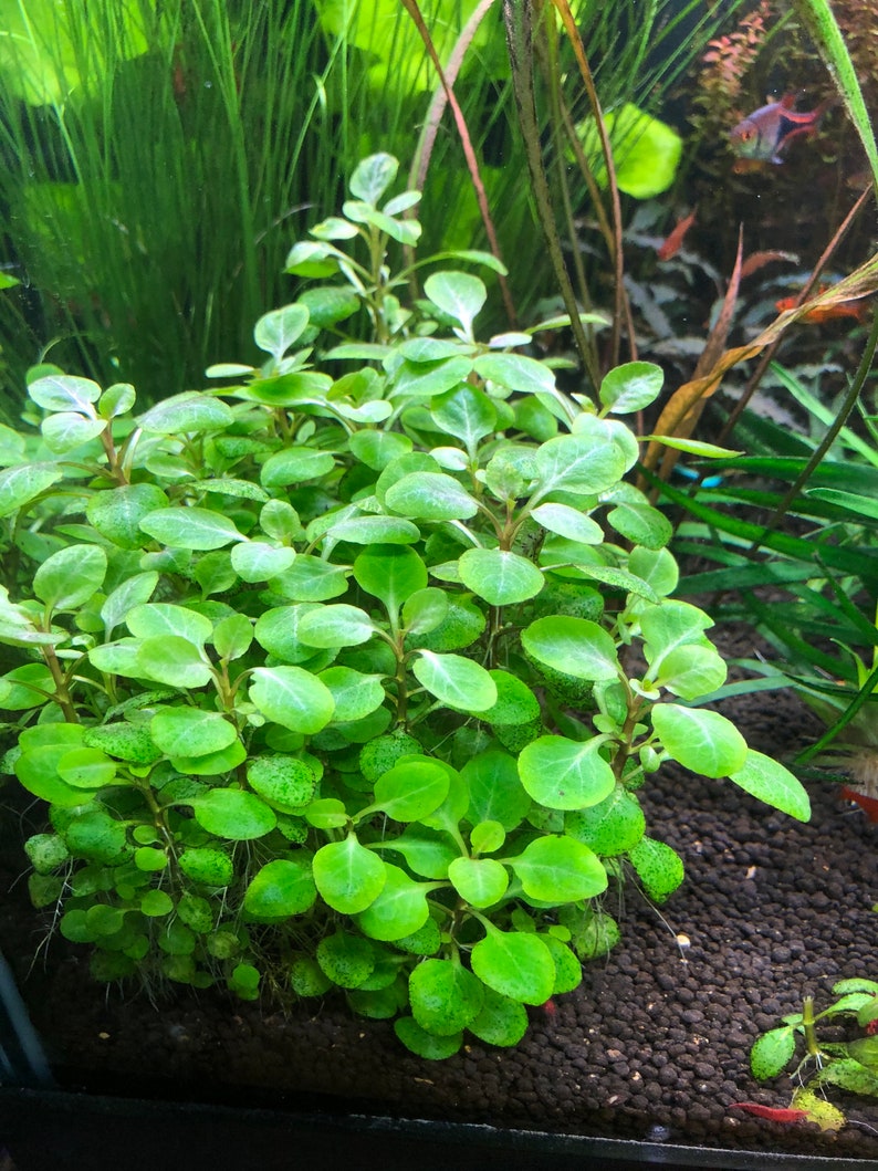 Lobelia cardinalis Mini 5 stems Live Aquarium Plants | Etsy