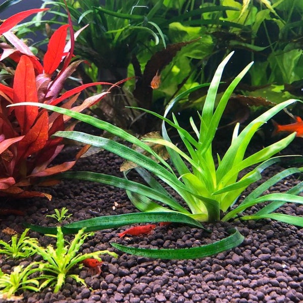 Eriocaulon sp. ‘Vietnam’ - Live Aquarium Plants