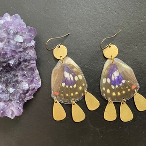 Statement earrings Real butterfly wing dangles natural butterfly wings earrings no insects harmed brass earrings