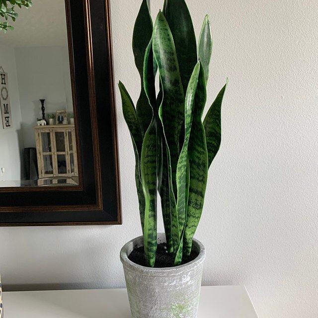 DUZYXI Artificial Snake Plants 16 with White Ceramic Pot Sansevieria Plant  Fake Snake Plant Greenery Faux Snake Plant in Pot for Home Office Living  Room Housewarming Gifts Indoor Outdoor Decor-Green: Artificial & Dried  Flora
