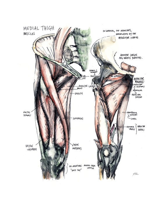 Inner Leg Muscle Diagram