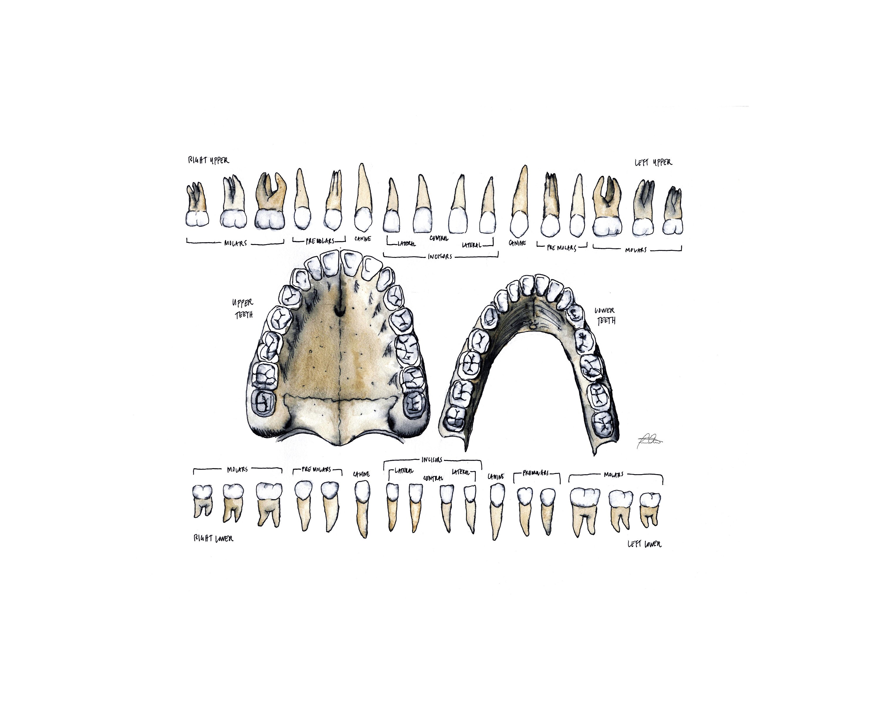 Teeth Copy Teeth digital Print - Etsy