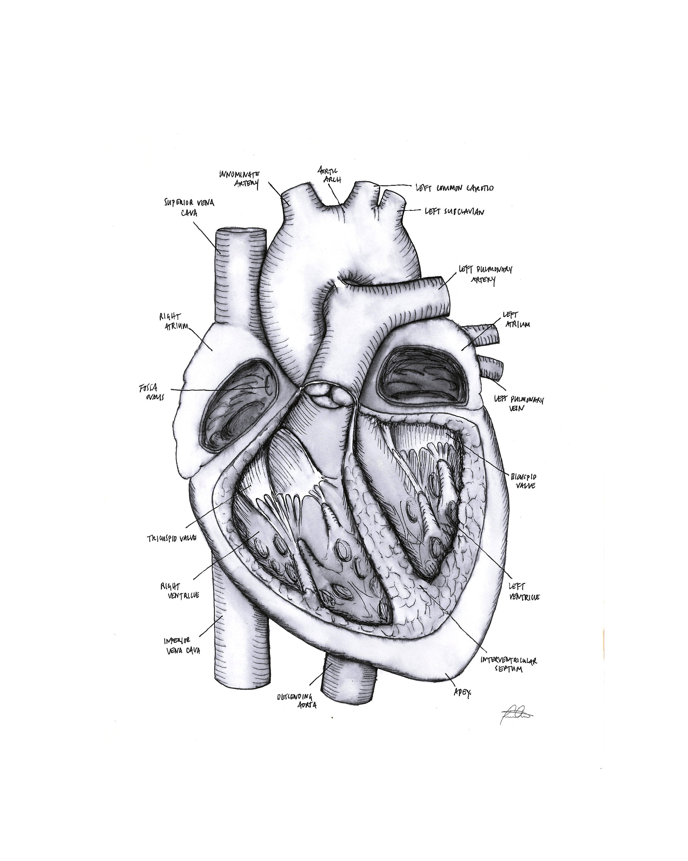 Human Heart Diagram Black And White