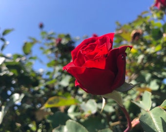 1 Starter Plant of Perennial Don Juan Climbing Rose