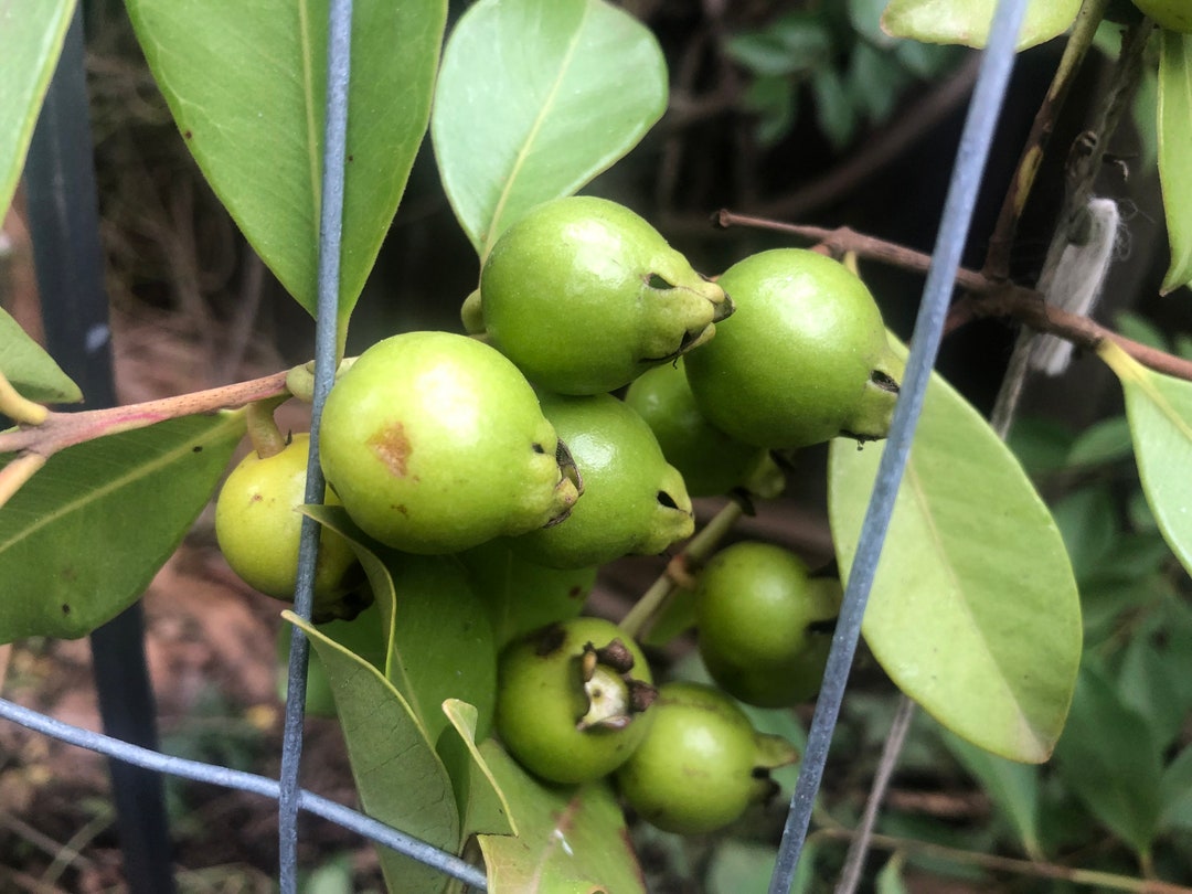 20 Yellow Lemon Guava Seeds – Sweet, Great-Tasting Fruit, From A Good Producer