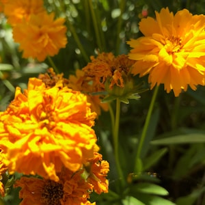 Coreopsis grandiflora Early Sunrise Tickseed image 9