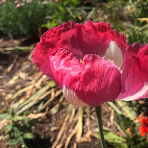 Papaver hybridum 'Danebrog' 30 Seeds 1 tsp like 1,000 seeds, we call 30 to eliminate buyers that count and dispute the seed count image 4