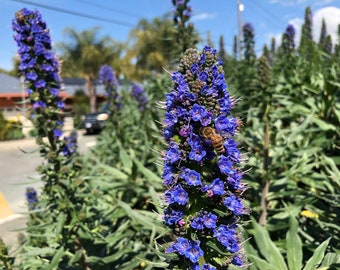 1 Starter Plants of Echium fastuosum Pride of Madeira Perennial Flower