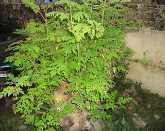 Moringa oleifera  辣木;鼓槌樹 - 10 Seeds