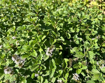 1 Starter Plant of Perennial Lavender Mint (Mentha piperita ‘Lavendula’)  ** Made to/Pre-Order **