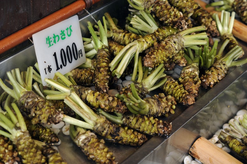 Wasabi Japanese Horseradish Seeds 芥末/日本辣根 50 Seeds Etsy