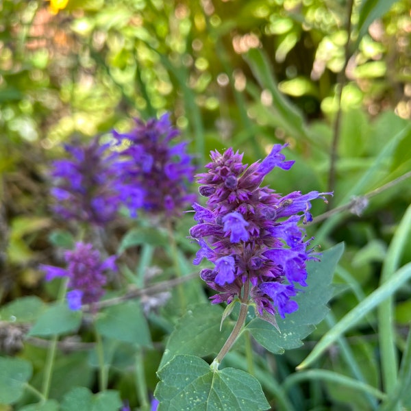 Agastache Blue Boa Perennial Flower Seeds - 30 Seeds