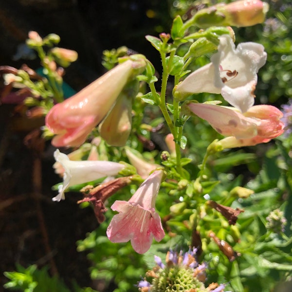 Penstemon Goxinioides Thorn Perennial Flower