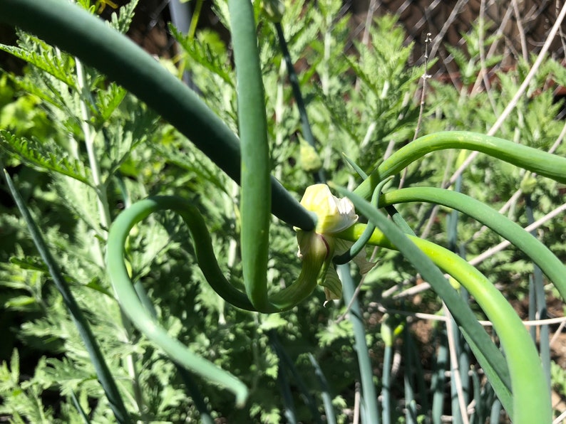 Egyptian Walking Onion Tree Onion, Allium proliferum Starter image 9