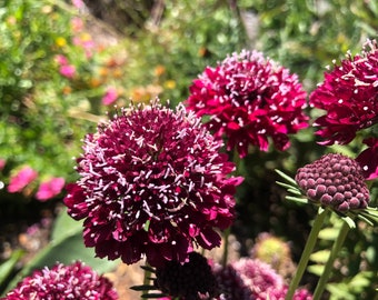 Scabiosa atropurpurea 'Scarlet' - 30 Seeds