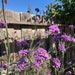 see more listings in the Perennial Flower Starter section