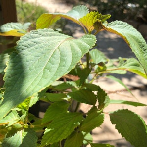 1 Starter Plant of Perilla Zi Su, Vietnamese Tia To, Shiso