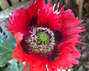 1 Starter Plant of Papaver hybridum Cupcake