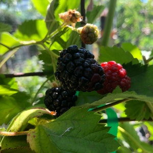 May include: Close-up of blackberries ripening on a vine. The berries are various shades of black and red, with some still green. The leaves are green and lush.