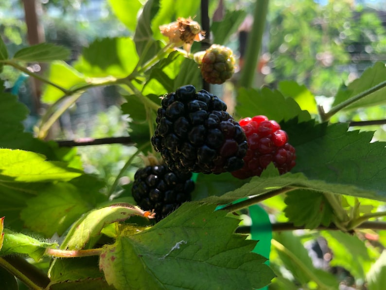 May include: Close-up of blackberries ripening on a vine. The berries are various shades of black and red, with some still green. The leaves are green and lush.