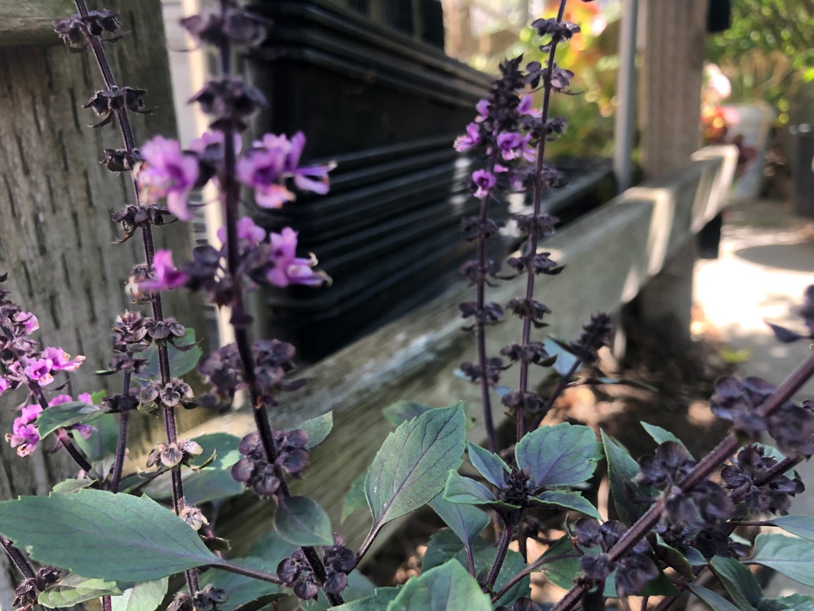 1 Plant of Perennial Basil Herbalea Wild Magic Custom Etsy