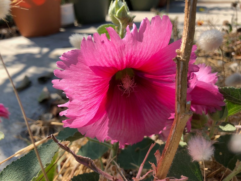 Hollyhock Old Farm Yard Perennial Flower image 2