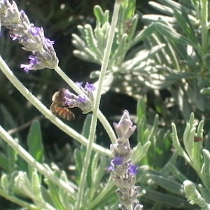 1 Starter Plant of Goodwin Lavender Perennial Flower