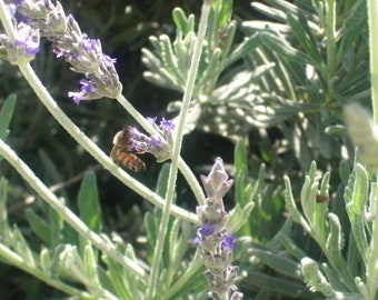 1 Starter Plant of Goodwin Lavender Perennial Flower