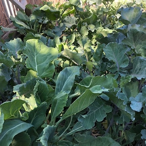 Purple Tree Collard Seeds - 50 Seeds