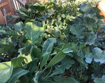 Purple Tree Collard Seeds - 50 Seeds