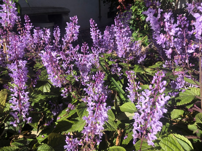 3 Starter Plants of Plectranthus ciliatus 'Zulu Wonder' Perennial Flower image 5