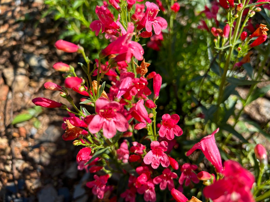 Red Rocks Penstemon 1 Starter Plant of Penstemon Mexicali Red Rocks Perennial Flower - Etsy
