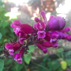 1 Starter Plant of Salvia involucrata Rosebud Salvia Perennial Flower image 2