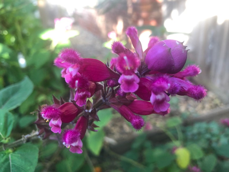 1 Starter Plant of Salvia involucrata Rosebud Salvia Perennial Flower image 2