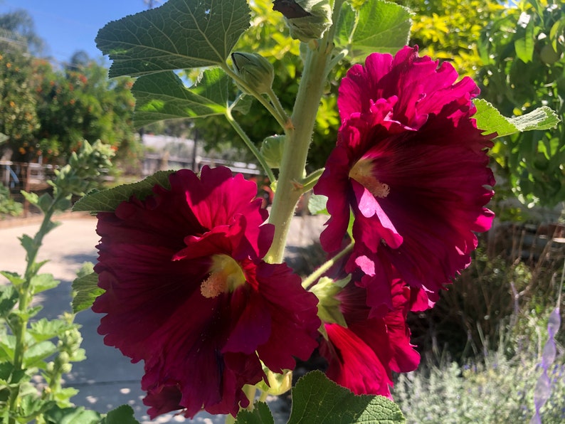 Hollyhock Old Farm Yard Perennial Flower image 10