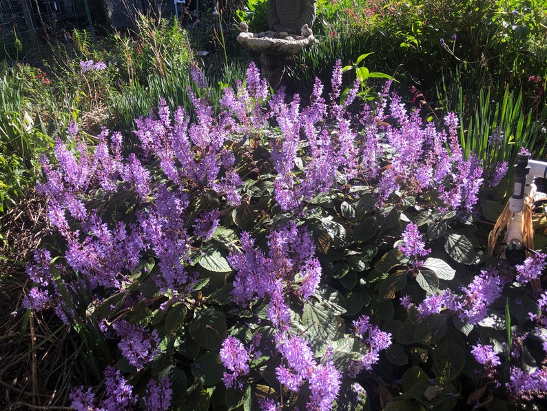 3 Starter Plants of Plectranthus ciliatus 'Zulu Wonder' Perennial Flower image 10