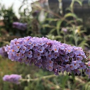 May include: A close-up of a cluster of purple flowers with yellow centers. The flowers are arranged in a long, narrow shape, and they are growing on a green stem.