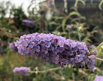 Buddleja, arbre aux papillons bleu ciel lilas fleur vivace